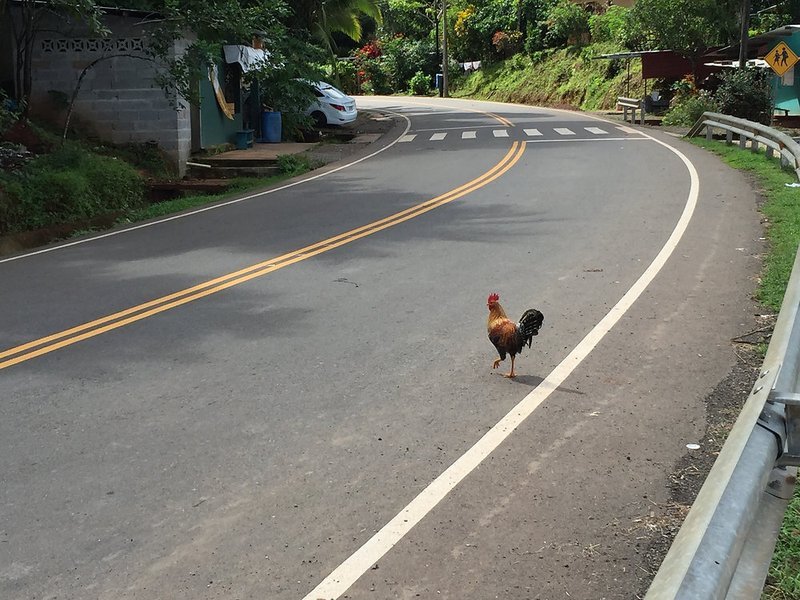 Image: Ontdek de spanning van Chicken Road: Het Populaire Casino Spel Online